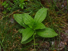 Saponaria officinalis