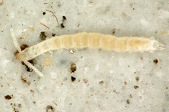 Scolopendrellidae