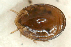 Uropodina