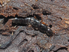 Lathrobium brunnipes