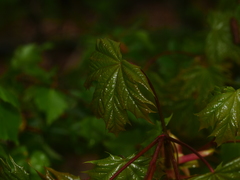 Acer platanoides