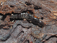 Lathrobium brunnipes