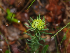 Euphorbia cyparissias