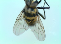 Limnophora obsignata