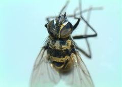 Limnophora obsignata