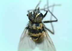 Limnophora obsignata