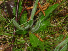 Pilosella officinarum