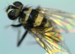 Limnophora obsignata