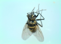 Limnophora obsignata