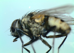 Limnophora obsignata