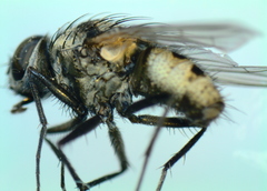 Limnophora obsignata