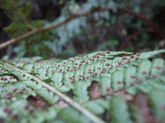 Dryopteris peranema