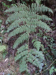 Dryopteris peranema