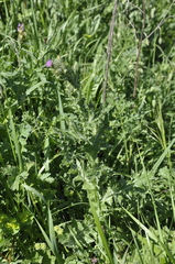 Carduus arabicus