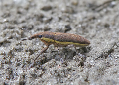 Lixus ochraceus