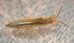 Stenophyella macreta