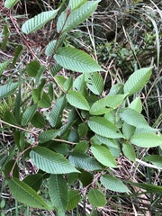 Carpinus rankanensis