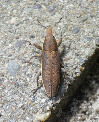 Lixus ochraceus