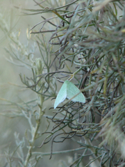 Synchlora faseolaria