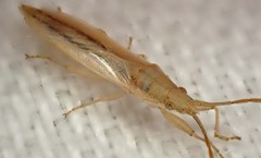 Stenophyella macreta