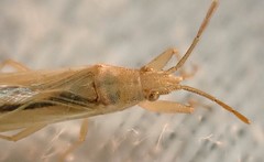 Stenophyella macreta