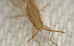 Stenophyella macreta