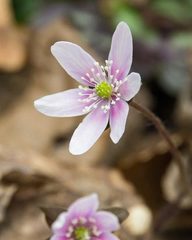 Hepatica acutiloba