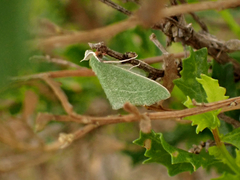 Synchlora faseolaria