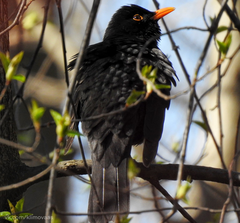 Turdus merula