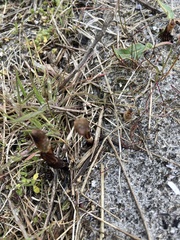 Auriscalpium vulgare