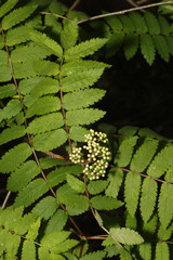 Sorbus aucuparia