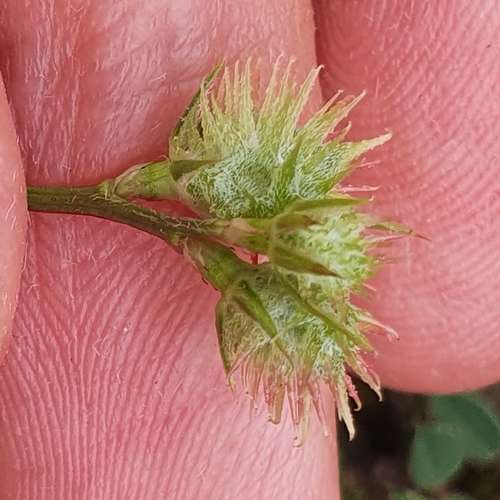 Image of Onobrychis caput by (c) Mehdi Chetibi, some rights reserved (CC BY)