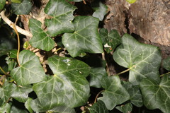 Hedera helix