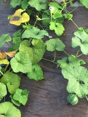 Trichosanthes scabra