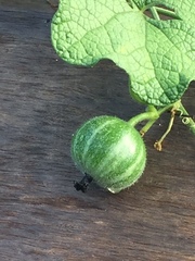 Trichosanthes scabra