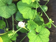 Trichosanthes scabra