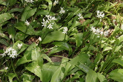 Allium ursinum