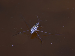 Limnogonus fossarum