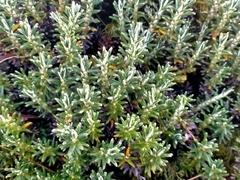 Celmisia ramulosa ramulosa