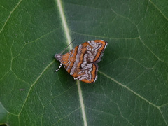 Choreutis orthogona