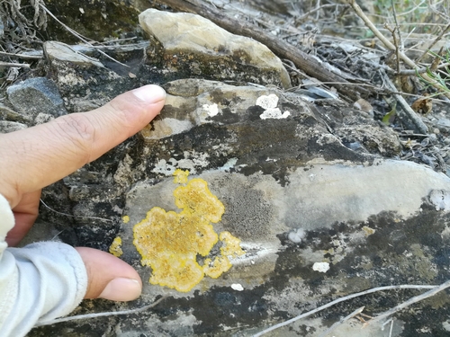 Caloplaca eugyra image