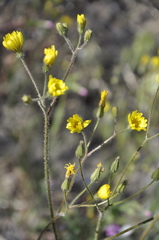 Crepis micrantha
