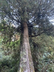 Dacrycarpus dacrydioides