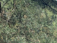 Dacrycarpus dacrydioides