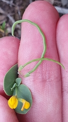 Coronilla scorpioides image