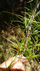 Dracophyllum sinclairii