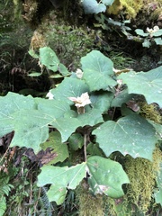 Sinopanax formosanus