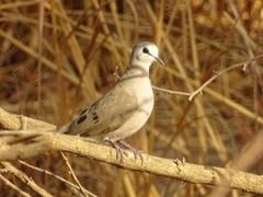 Turtur abyssinicus