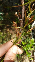 Dracophyllum sinclairii