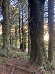 Dacrycarpus dacrydioides